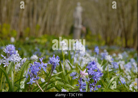 Blue Bells dans un jardin anglais avec une sculpture de marbre en arrière-plan. Signes du printemps. Banque D'Images