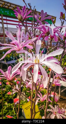 Magnolia en fleurs. Libre de belle fleur pourpre. Banque D'Images