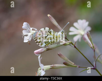 Anthocharis cardamines aka mâle orange papillon sur fleur sauvage, Silène Silene latifolia, gros plan de camouflage. Banque D'Images