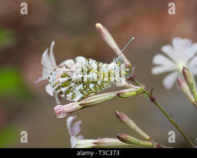 Anthocharis cardamines aka mâle orange papillon sur fleur sauvage, Silène Silene latifolia, gros plan de camouflage. Après la pluie d'où la pluie. Banque D'Images