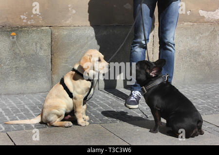 Les jeunes et adultes retriever blanc bouledogue français noir de l'emplacement les yeux dans les yeux. Banque D'Images