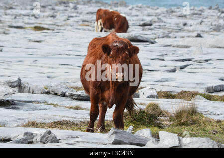 Deux vaches qui paissent sur le Burren dans le comté de Clare en Irlande. Banque D'Images