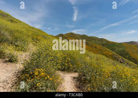Bel superbloom vista dans une chaîne de montagnes près de Lake Elsinore, Californie du Sud Banque D'Images