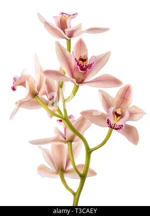 Fleurs orchidée bateau isolé sur fond blanc Banque D'Images