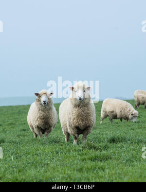 Sheepin un champ Banque D'Images
