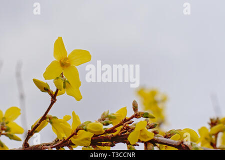 Fleurs jaune vif forsythia, selective focus Aperçu Télécharger jaune lumineux forsythia ou fleurs de pâques avec arrière-plan flou Banque D'Images