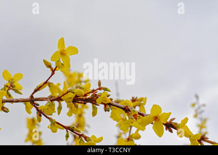 Fleurs jaune vif forsythia, selective focus Aperçu Télécharger jaune lumineux forsythia ou fleurs de pâques avec arrière-plan flou Banque D'Images