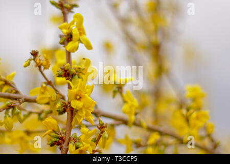 Fleurs jaune vif forsythia, selective focus Aperçu Télécharger jaune lumineux forsythia ou fleurs de pâques avec arrière-plan flou Banque D'Images