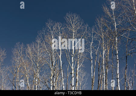 Groupe d'arbres de bouleau d'argent contre un ciel bleu clair. Banque D'Images