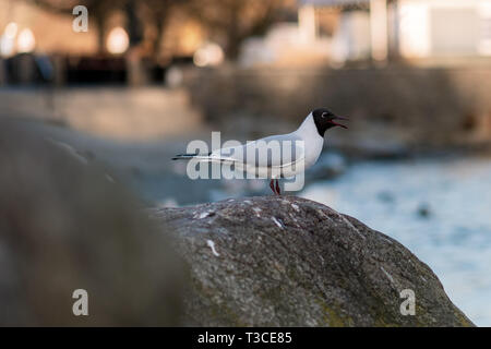 Mouette noir est assis regardant fixement pendant un matin tôt au lac Windermere, Cumbria, UK - Mars 2019 Banque D'Images