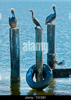 Le pélican brun et autres oiseaux de rivage se perchent sur pilotis au Bayou La Batre State Docks à Bayou La Batre, Alabama, le 23 novembre 2012. Banque D'Images