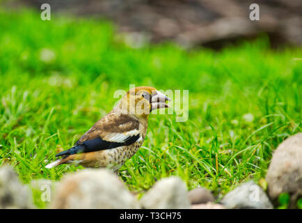 Un jeune (Coccothraustes coccothraustes hawfinch) est assis sur l'herbe sur un beau matin mai. Pologne sauvages.vue horizontale. Banque D'Images