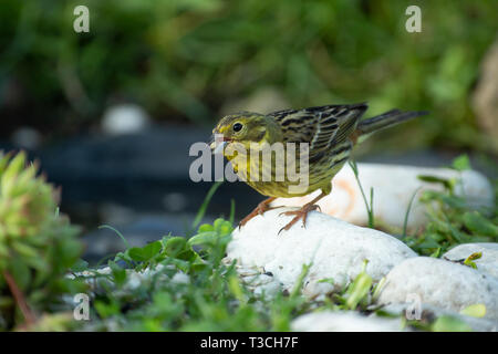 Tarin des pins (Carduelis spinus) est assis sur une pierre au bord d'un étang et mange des graines de tournesol. Un merveilleux matin de juin. Pologne sauvages.vue horizontale. Banque D'Images