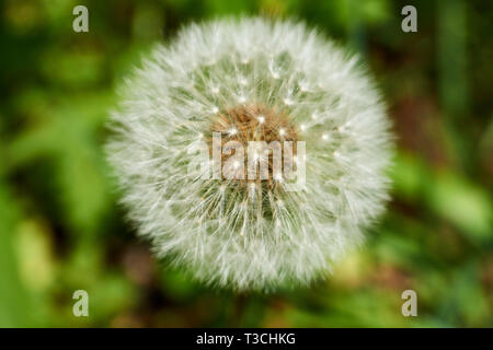 Le pissenlit officinal (Taraxacum officinale) allé à semences (seedhead, blowball) et recouverte de pappi soyeux vu de près. Banque D'Images