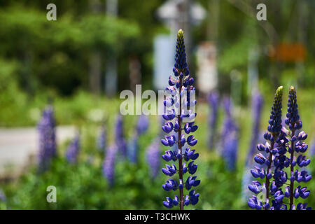 Tall, violet Lupinus polyphyllus (lupin à grandes feuilles, big-leaved lupin, lupin) à feuilles de nombreuses fleurs qui poussent dans un jardin de Yuzawa, Niigata, Japon. Banque D'Images