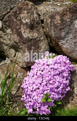 Violine creeping phlox phlox mousse (phlox, Phlox, subulata atropurpurea) de plus en plus parmi les grosses pierres et certaines graminées. Banque D'Images