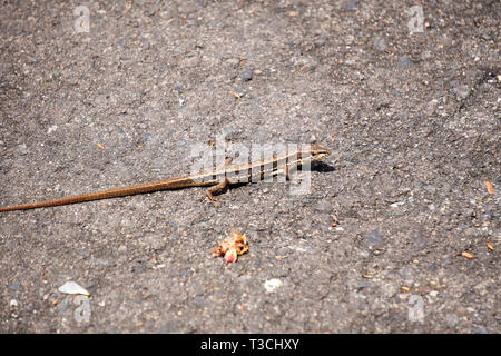 Un gazon japonais (lézard Takydromus tachydromoides) marche sur l'asphalte sur une journée de printemps ensoleillée. Banque D'Images