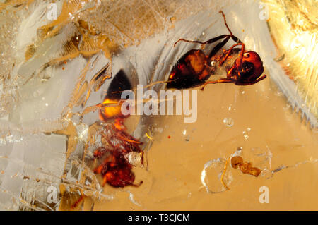 Les fourmis dans Madasgascan ( Copal-young orange) Banque D'Images