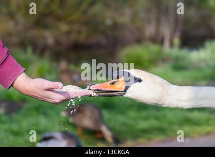 Blanc adultes Cygne muet (Cygnus olor) manger des aliments (avoine) provenant d'une part au printemps dans le West Sussex, Royaume-Uni. Banque D'Images