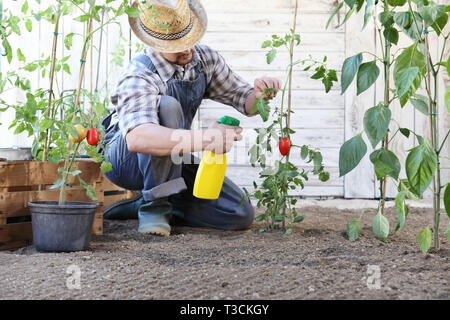 Dans l'homme potager pesticides sprays sur feuilles de plants de tomates, de soins de plantes pour la croissance concept Banque D'Images