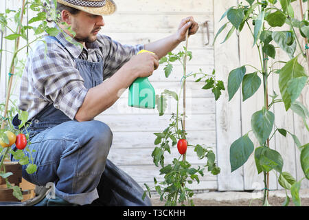 Dans l'homme potager pesticides sprays sur feuilles de plants de tomates, de soins de plantes pour la croissance concept Banque D'Images