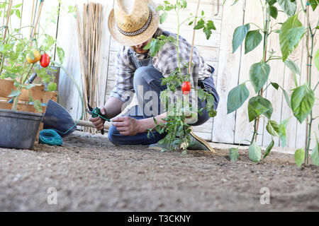 Homme travaillant dans le potager attacher les plants de tomates, prendre soin de les faire croître et produire plus Banque D'Images