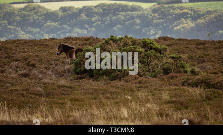 Un poney Exmoor, vu sur Porlock Hill dans le Somerset, England, UK Banque D'Images