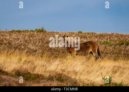 Un poney Exmoor, vu sur Porlock Hill dans le Somerset, England, UK Banque D'Images