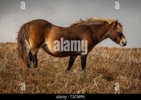 Un poney Exmoor, vu sur Porlock Hill dans le Somerset, England, UK Banque D'Images