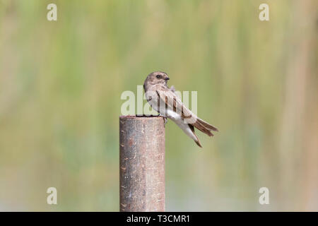 Brown-throated Martin (Riparia paludicola) perché sur un poteau de métal à un barrage en terre agricole rual, Western Cape, Afrique du Sud Banque D'Images