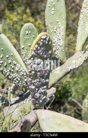 Le contrôle biologique des espèces de cactus Opuntia en Afrique du Sud par l'introduction d'insectes cochenille Dactylopius opuntia, colonie composée de wax-couverts Banque D'Images