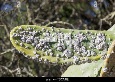 Le contrôle biologique des espèces de cactus Opuntia en Afrique du Sud par l'introduction d'insectes cochenille Dactylopius opuntia, colonie composée de wax-couverts Banque D'Images