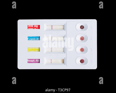 Pour la détection immunologique de Dirofilaria immitis, antigène anticorps contre Anaplasma phagocytophilum, Leishmania et Ehrlichia canis. Résultat négatif. Banque D'Images