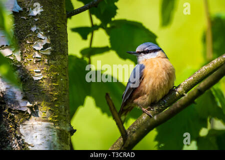 Libre d'une Sittelle à tête blanche ou en bois oiseau (Sitta europaea) perché sur une branche, se nourrissent dans une forêt. Banque D'Images