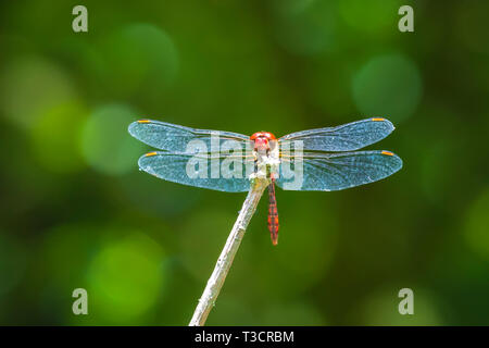 Close-up d'un mâle de couleur rouge (Sympetrum sanguineum dard ruddy) accroché sur la végétation. Le repos dans la lumière du soleil dans une forêt. Banque D'Images