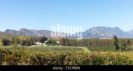 Panorama de vignobles à Kranskop Wine Estate à la recherche de la montagnes Langeberg, Klaasvoogds, Route 62, Western Cape Winelands, Afrique du Sud, Banque D'Images