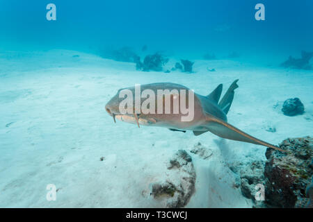 Libre de la tête et le visage d'une infirmière brune requin, Ginglymostoma cirratum, natation Banque D'Images