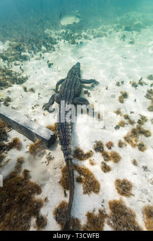 Gros plan du haut vers le bas d'un crocodile, Crocodylus acutus, mâchoire fermée, piscine sur le plancher océanique sous le quai à la poursuite d'un gros poisson Banque D'Images