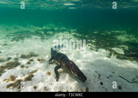 Crocodile américain, Crocodylus acutus, chassant comme il se déplace le long du fond sablonneux de l'océan Banque D'Images
