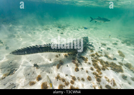 Libre d'un crocodile, Crocodylus acutus, natation au fond de l'approche d'un requin et un gros poisson Banque D'Images