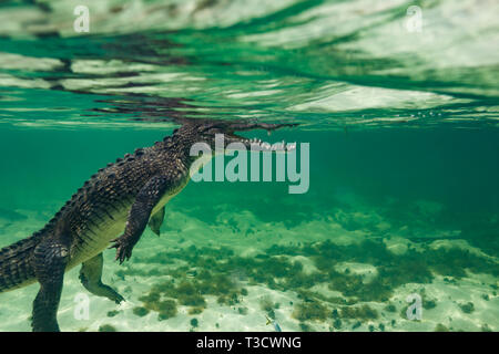 Vue sous-marine du crocodile américain Crocodylus acutus, flottant près de la surface de l'océan avec les mâchoires ouvertes Banque D'Images