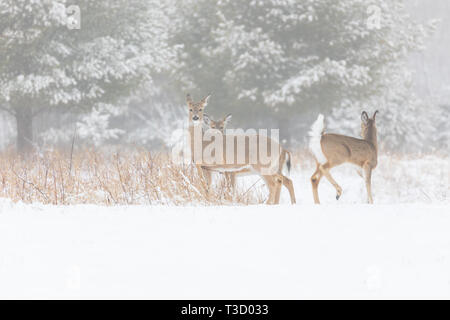 Le cerf biche et son faon dans le brouillard au petit matin. Banque D'Images