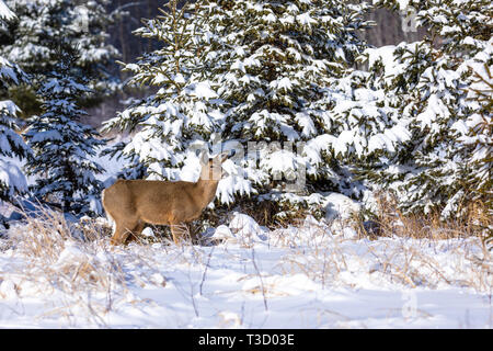 Le cerf biche debout dans la neige de l'hiver. Banque D'Images