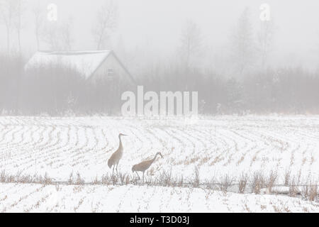 Paire de grues du Canada de se nourrir dans un couvert de neige brouillard champ de l'agriculteur. Banque D'Images