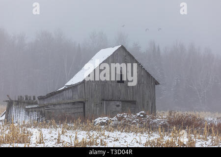 Une grange sur un matin brumeux dans le nord du Wisconsin. Banque D'Images