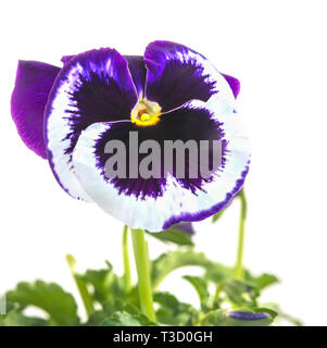 Violet à trois tons ou pensées - un herbacé Plante annuelle ou bisannuelle, commune dans les régions tempérées de l'Europe et l'Asie. Banque D'Images