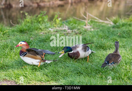 La confrontation de la faune entre un Canard colvert et un Canard Mandarin au printemps dans le West Sussex, Royaume-Uni. Banque D'Images