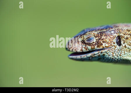 Portrait of happy lézard rapide sur fond vert Banque D'Images