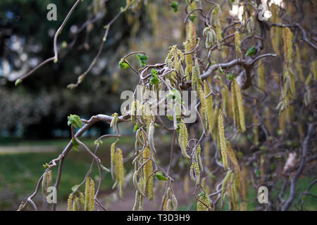 Corylus avellana contorta en fleur Banque D'Images