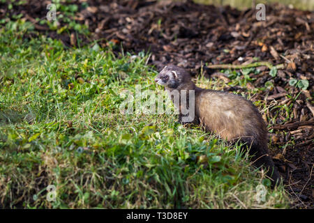 Europaeischer Mustela putorius, Iltis, Polecat Banque D'Images